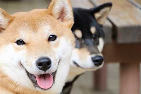 If You Invested $100 in Shiba Inu 1 Year Ago, Here's How Much You'd Have Now - Shiba Inu Market News