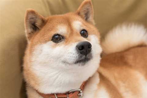 If You Invested $100 in Shiba Inu on Its First Day, Here's How Much You'd Have Now - Shiba Inu..