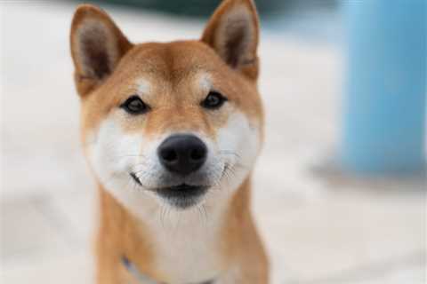 What’s More Likely For Shiba Inu by 2024: $0.00001 or $0.0001? - Shiba Inu Market News