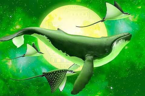 Cardano Sharks Accumulate Nearly 80 Million ADA in Just 30 Days While Whales Stay Flat: Analytics..