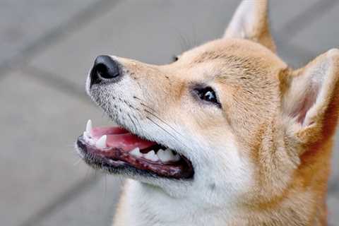 Three reasons why meme coins Dogecoin and Shiba Inu are hot again - Shiba Inu Market News