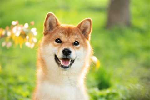 How Much Could This Catalyst Boost Shiba Inu in October? - Shiba Inu Market News